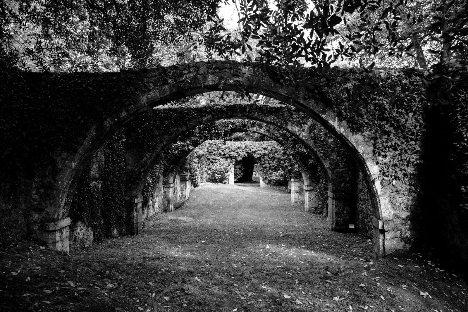 Photograph of ivy climbing over stone arches