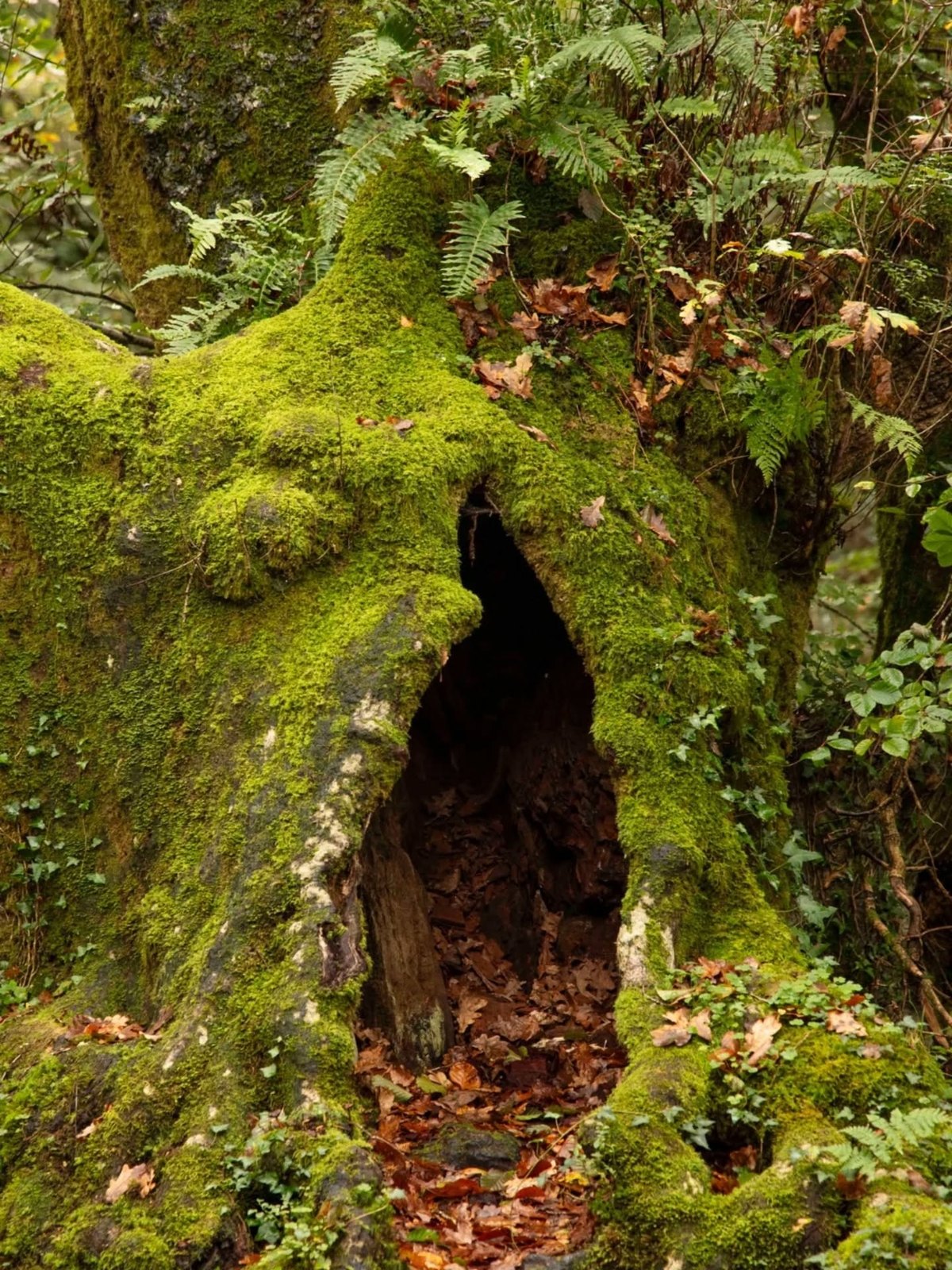 Photograph of a mossy hollow in a forest