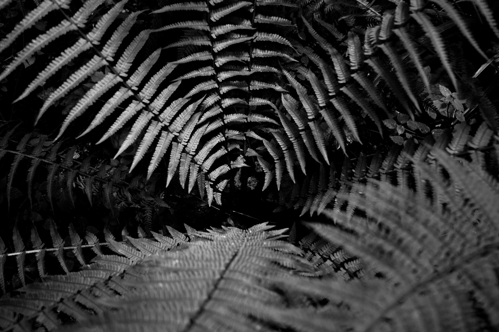Photograph looking through a tunnel of ferns