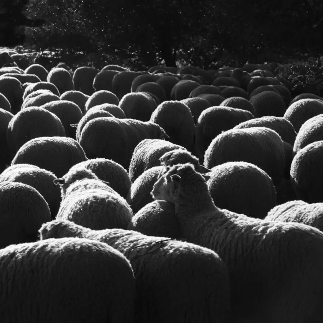 Photograph of a flock of sheep in a field